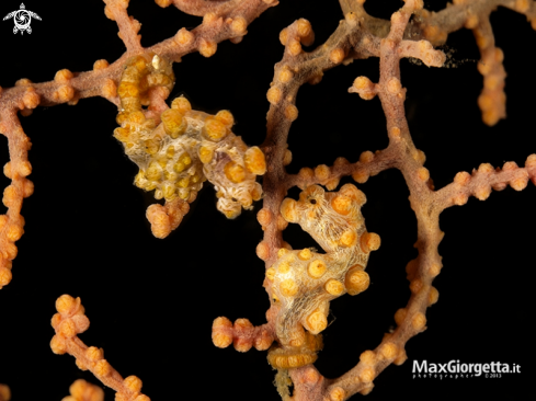 A Yellow Pigmy Sea horse Bargibanti