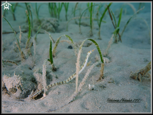 A underwater creature