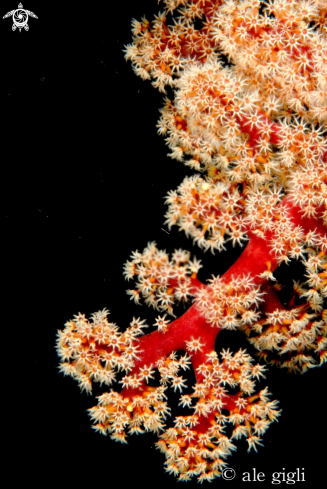 A soft coral