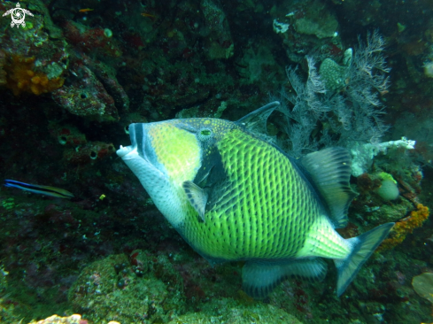 A Balistoides viridescens | Titan Triggerfish