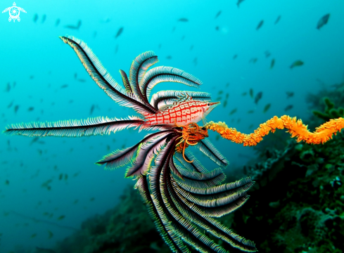 A Longnose Hawkfish