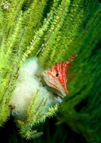 A Oxycirrhites typus | Longnose Hawkfish