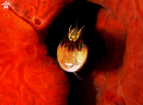 A Blenny