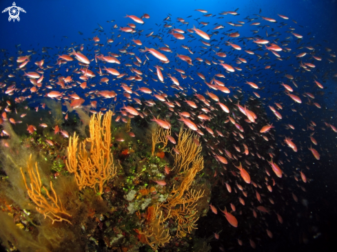 A anthias anthias | Castagnola rossa