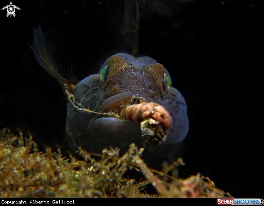 A black goby