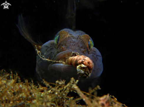 A black goby