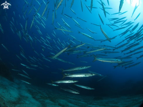 A Sphyraena sphyraena | barracuda