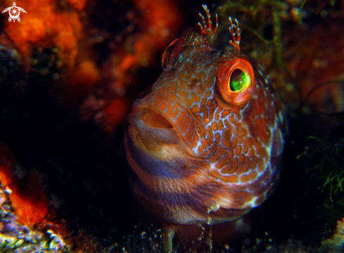 A parablennius pilicornis | blenny