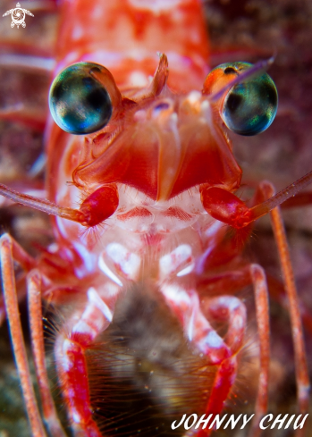 A Mechanical Shrimp