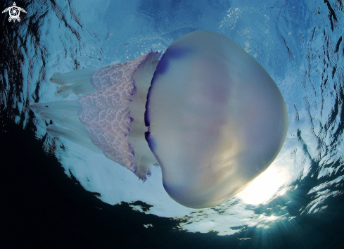 A Rhizostoma pulmo  | Polmone di mare