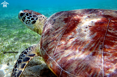 A Tortue Franche