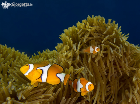 A False Clown Anemonefish