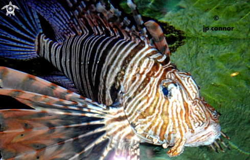 A Pterois miles