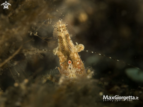 A Marble shrimp