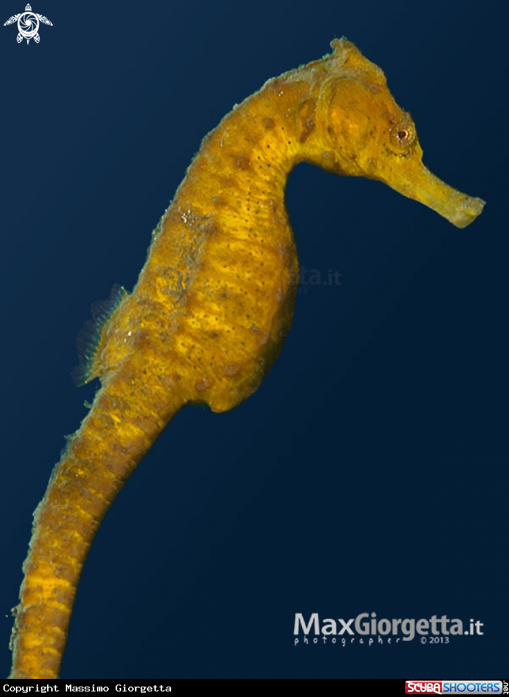 A yellow sea horse