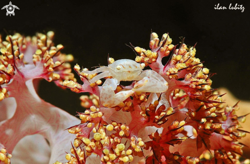 A crab