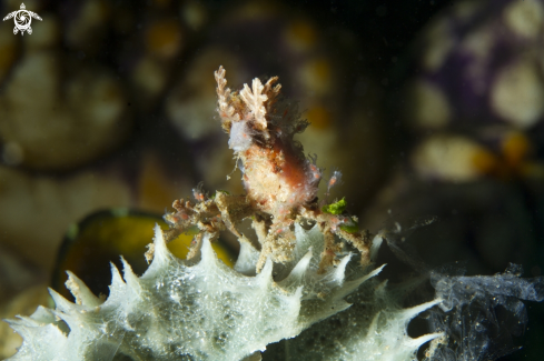 A Decorator Crab