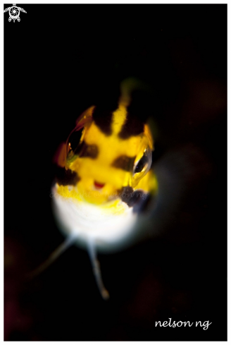 A Striped Blenny Fish