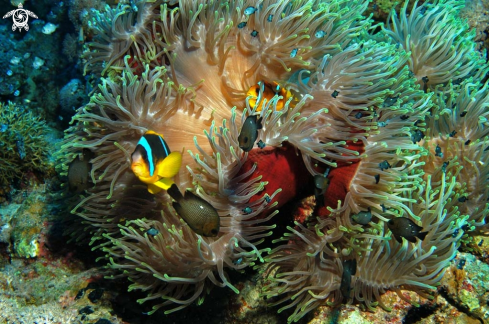 A Sea Anemone and Nemo