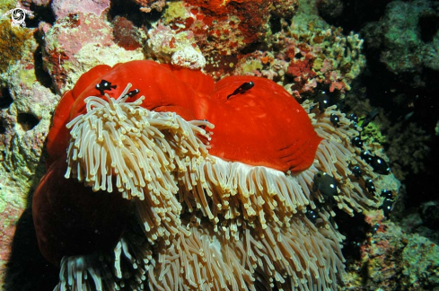 A Sea Anemone and Nemo