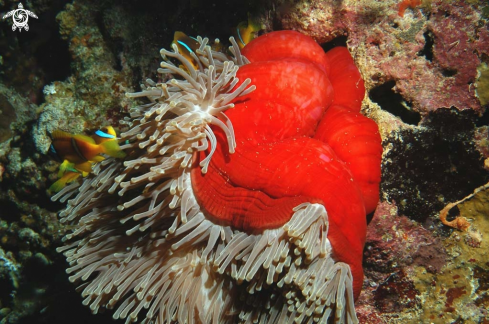 A Sea Anemone and Nemo