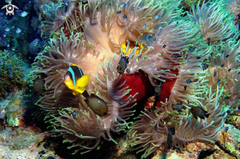 A Sea Anemone and Nemo