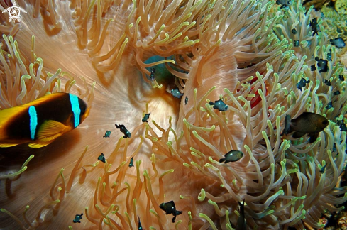 A Sea Anemone and Nemo