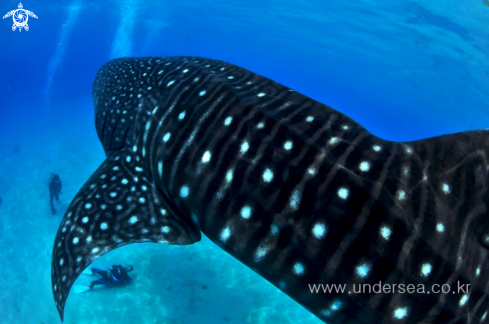 A whale shark