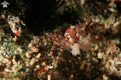 A Boxer Crab