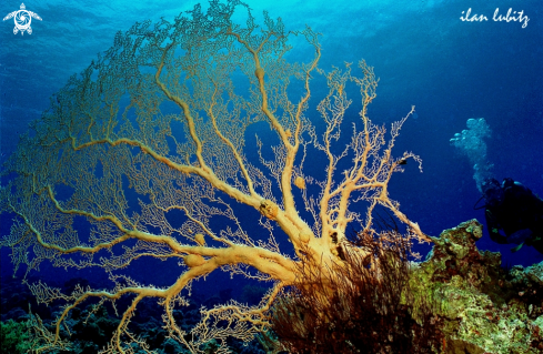 A stony coral