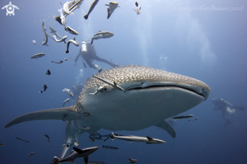 A Whale Shark