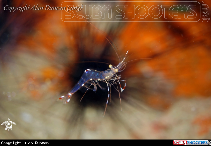 A Glass Cleaner Shrimp