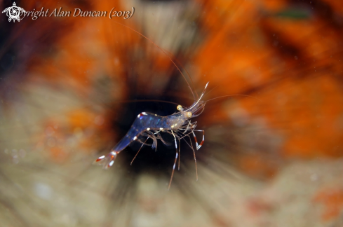 A Glass Cleaner Shrimp