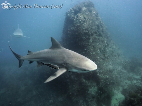 A Carcharhinus leucas | Bull Shark