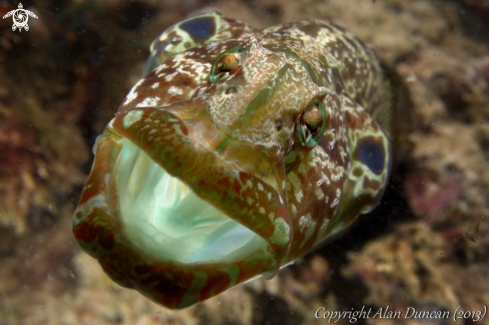 A Carpet Eel Blenny