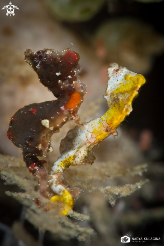 A Pontohi pygmy seahorse