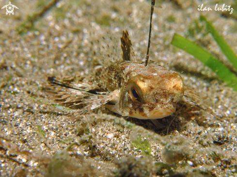 A Reef fish