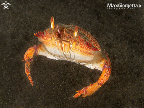 A Spanner Crab, Ranina ranina 