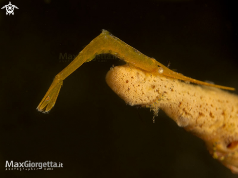 A Tozeuma Shrimp, Tozeuma lanceolatum