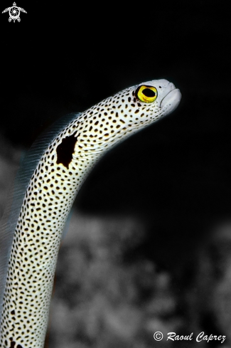 A Garden eel