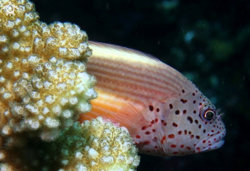 A Paracirrhites forsteri | Pesce falco