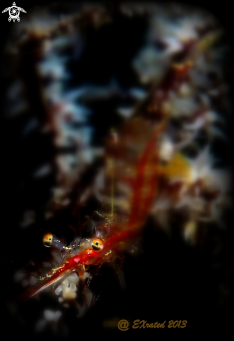 A Translucent Gorgonian Shrimp