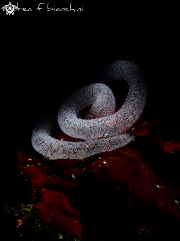 A Nudi's eggs