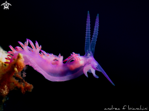 A Flabellina affinis | Nudibranch