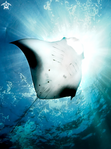 A Manta ray