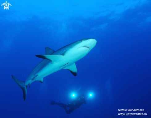 A Carribian reef shark