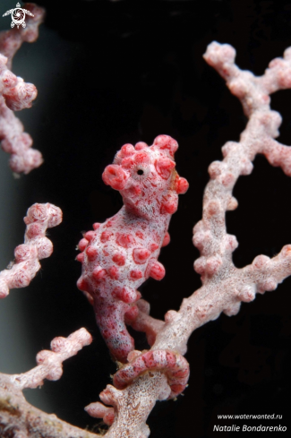 A Pigmy seahorse