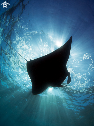 A Manta birostris | Manta ray