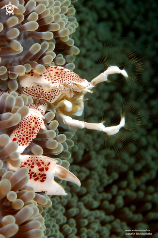 A Porcelain crab