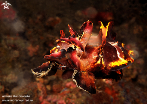 A Flamboyant Cuttlefish